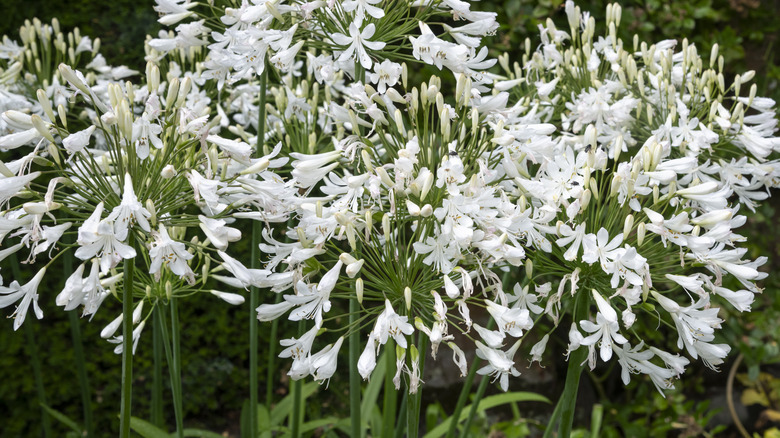 A cluster of white Agapanthus African lilies on tall, green stems