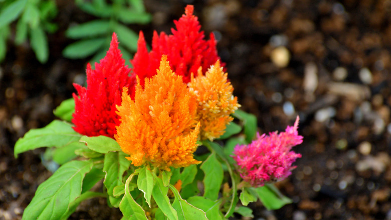 Feathery Celosia plumosa flowers in bright shades of red, orange and pink