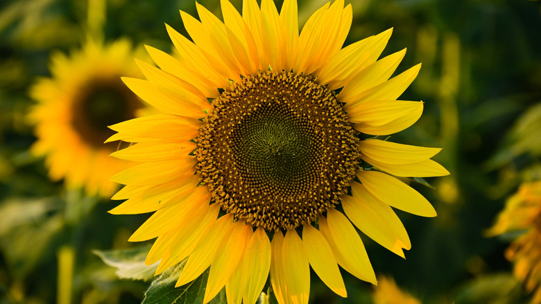 A large yellow sunflower bloom with other sunflowers blurred in the background