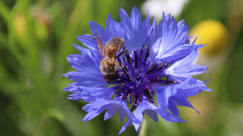A bee getting pollen from a blue cornflower plant
