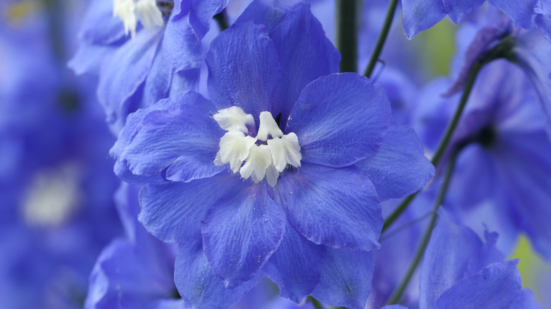 Striking blue delphinium flower with white in the center