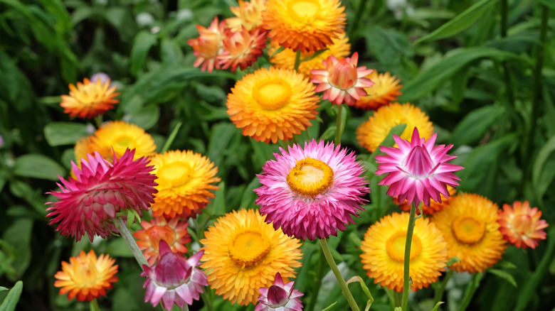 Pink and orange everlasting flowers growing in a garden