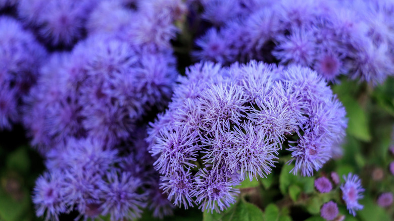 Fluffy lilac floss flowers that look like pompoms on stalks