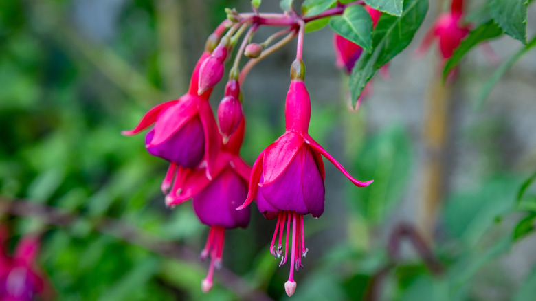 Three pink and purple Fuschia flowers against a blurred background of a fuschia bush