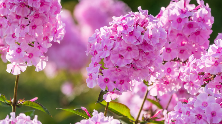 Clusters of pink phlox flowers against a blurred phlox background