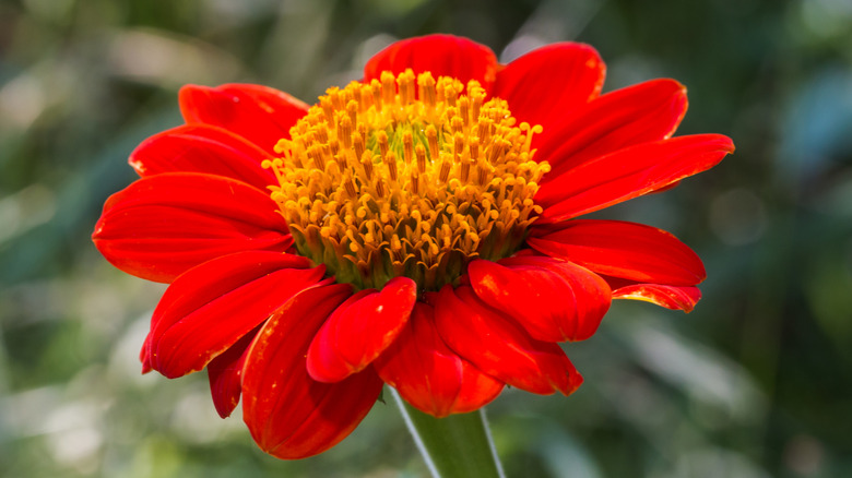 A  bright orangery-yellow single Mexican sunflower