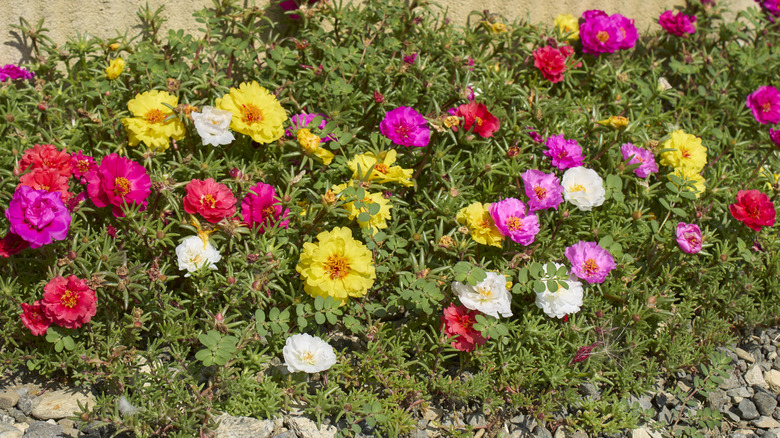 Thriving moss roses in red, yellow, white, and pink with spiky green succulent-like leaves