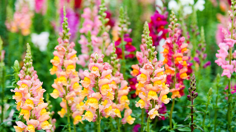 Light pink, cerise, and purple snapdragon flowers growing in a garden