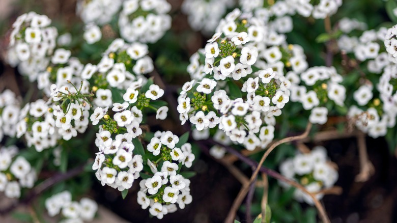 A close up view of white sweet alyssum flowers