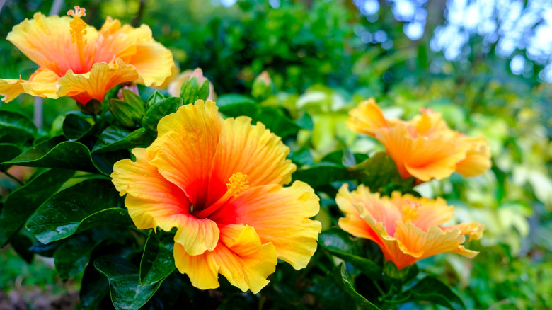 Frilled orange petals of a tropical hibiscus with glossy green leaves