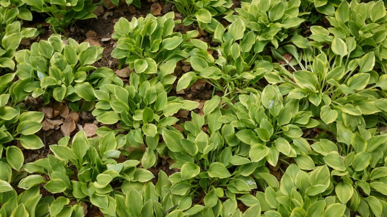 A group of low-growing hostas