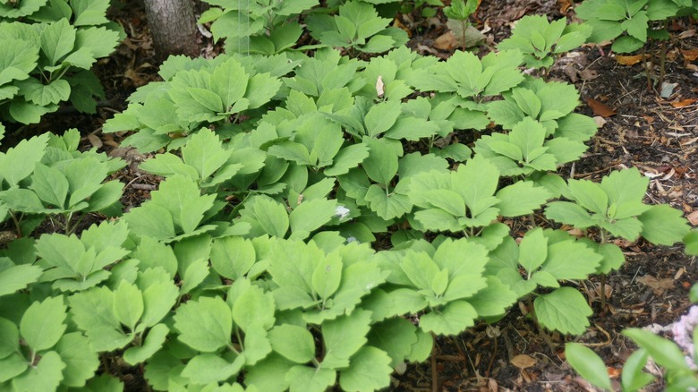 Allegheny spurge growing in a dense mat