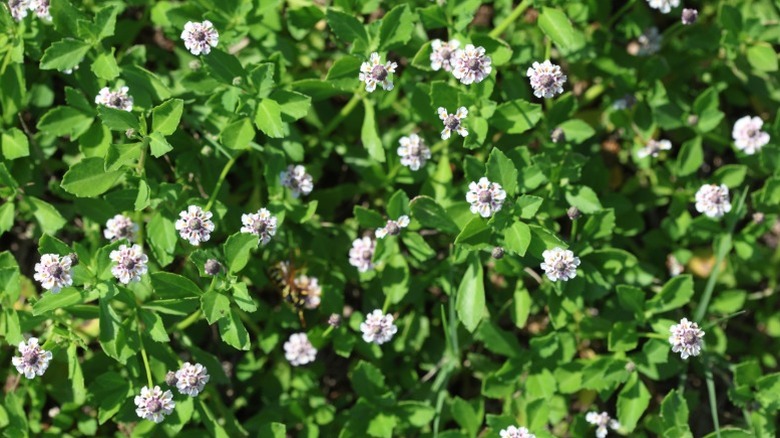 Frog fruit in a thick mat with light colored flowers