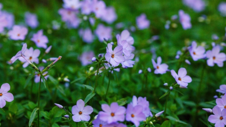 Low-growing creeping phlox in shade