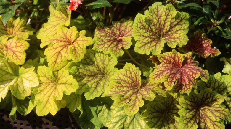 American alumroot leaves changing to yellow in fall
