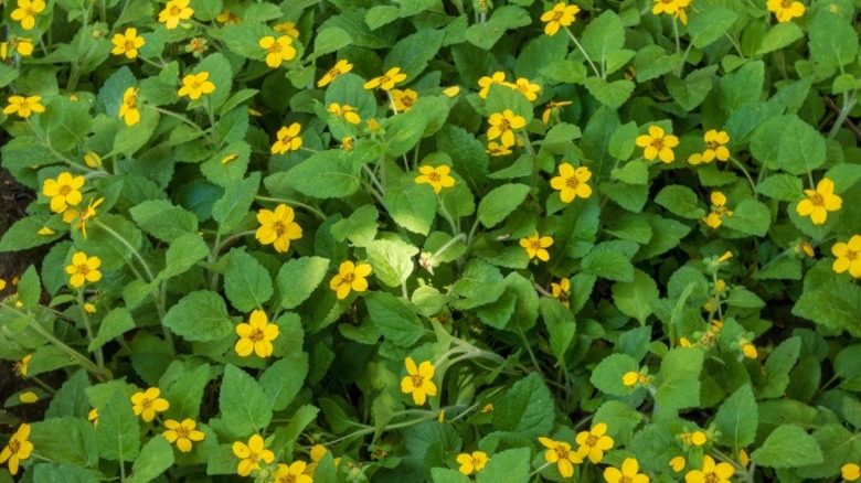 The bold green and yellow of green and gold
