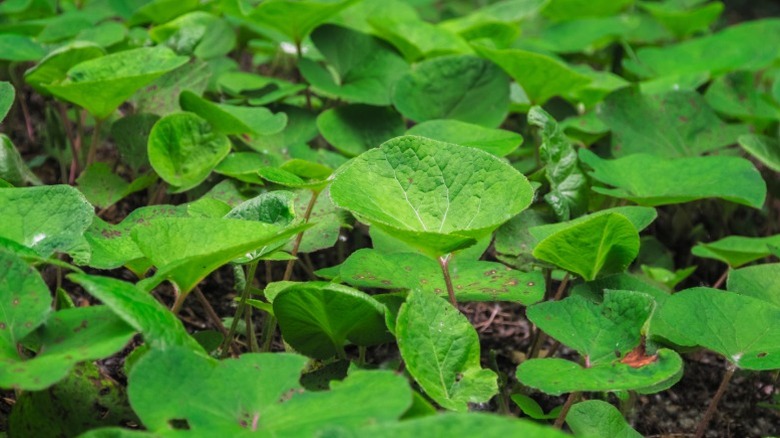 Wild ginger growing low and mat-like