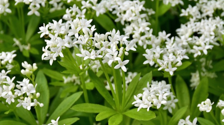 A blooming sweet woodruff with white flowers