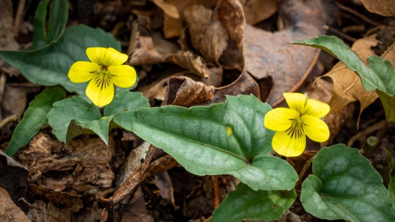 Distinct spear-shaped leaves of the halberd-leaf violet