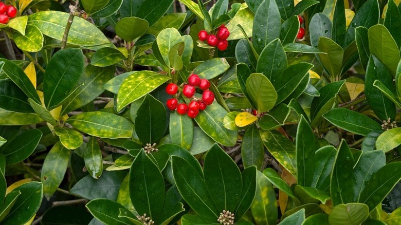 Red berries and emerald foliage on American wintergreen