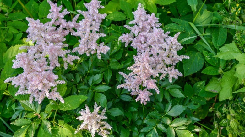 Pink astilbe plumelike flowers rising above greenery