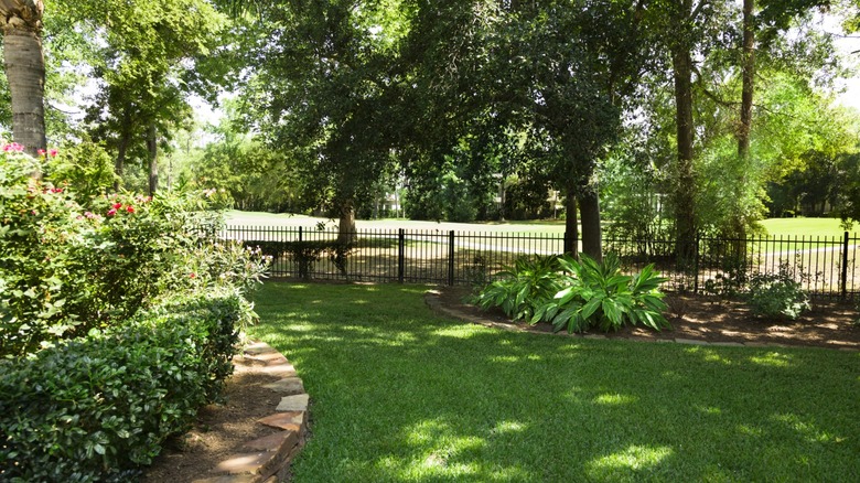 A shady backyard with many trees