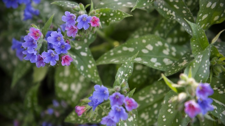 Multi-colored flowers of the lungwort
