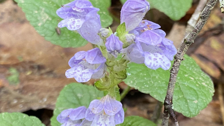Closeup of the lavender-blue flowers of Meehan's mint