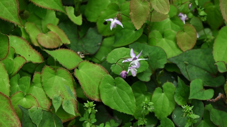 Barrenwort with green leaves and pale pink flowers
