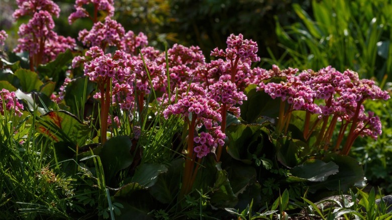 A bunch of purple bergenia flowers above green leaves