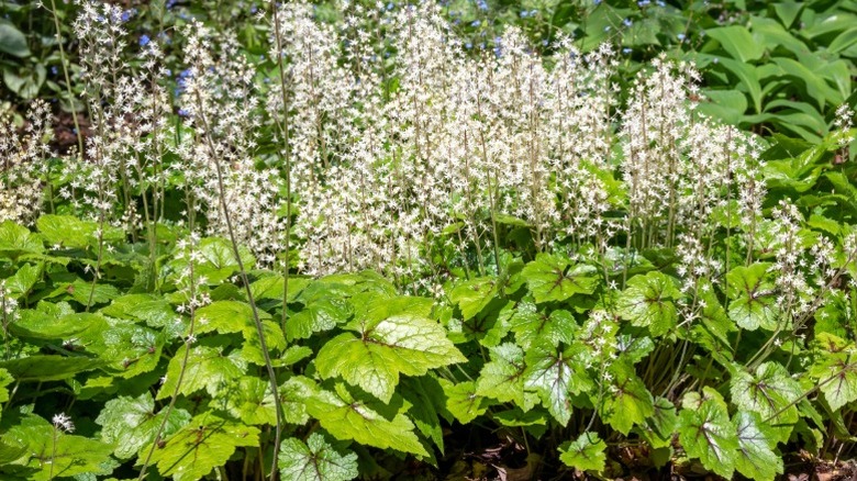 Sprays of foamflower rising above light green leaves
