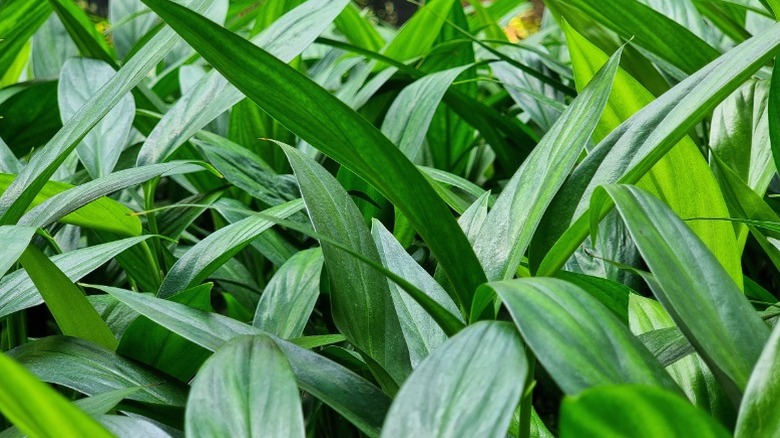 Cast iron plant with dense green growth