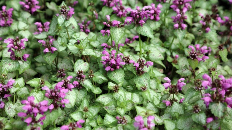 A bed of purple spotted deadnettle