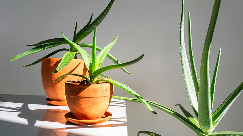 aloe vera plants growing indoors