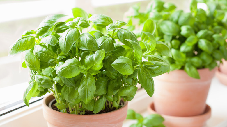 basil growing in pot