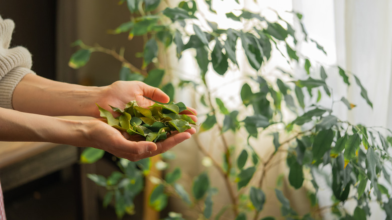person holding bay laurel leaves with plant in background
