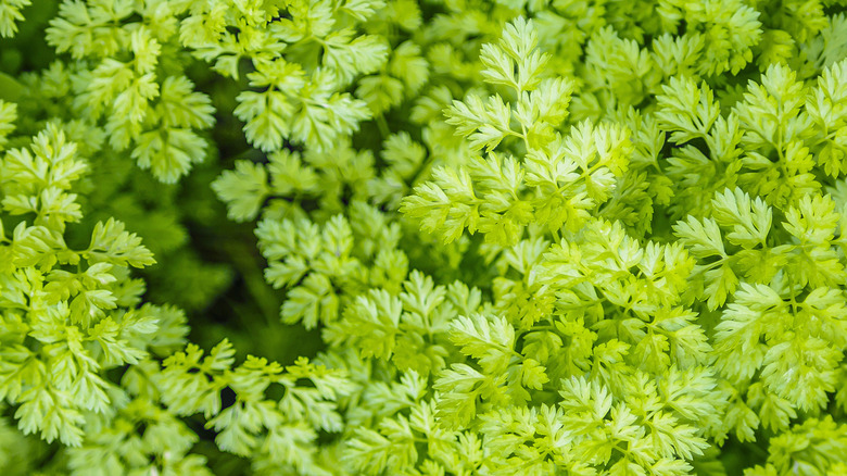 closeup on chervil