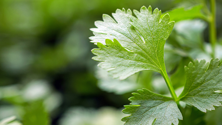 closeup of cilantro leaf