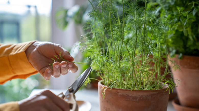 person trimming dill