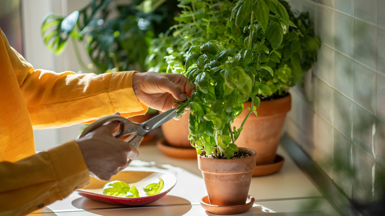 woman tending to indoor herb garden