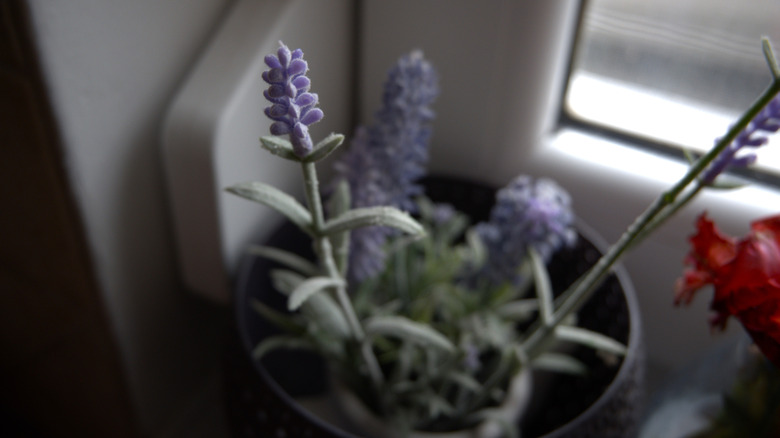lavender in pot indoors
