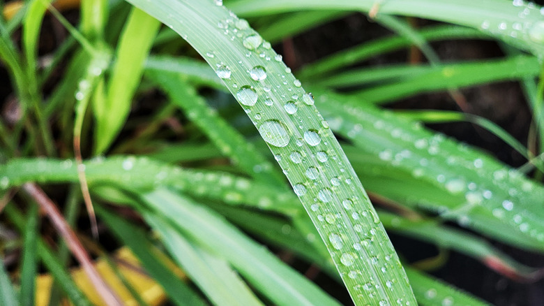 closeup on lemongrass in pot with water droplets on leaves