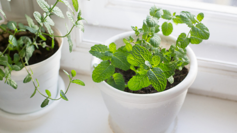 mint growing in pot in window
