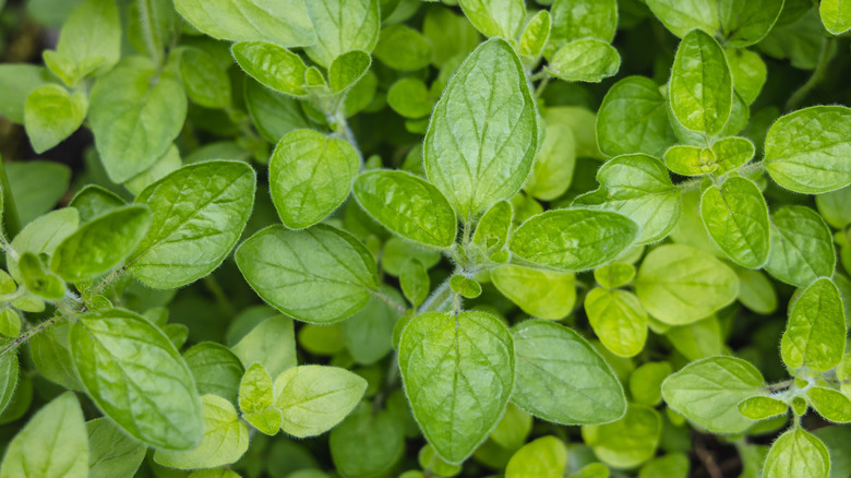 closeup on oregano leaves