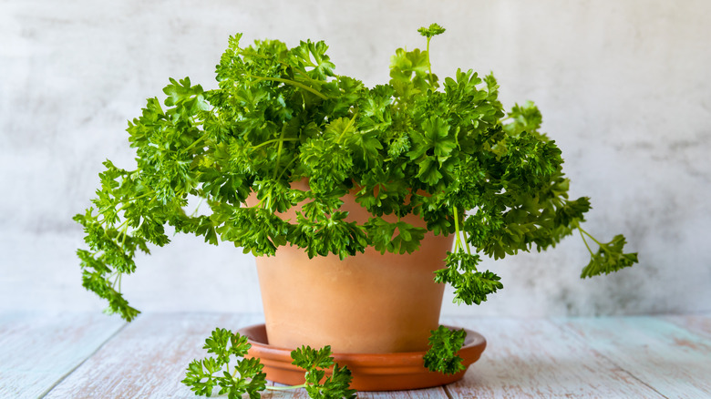 parsley growing in planter