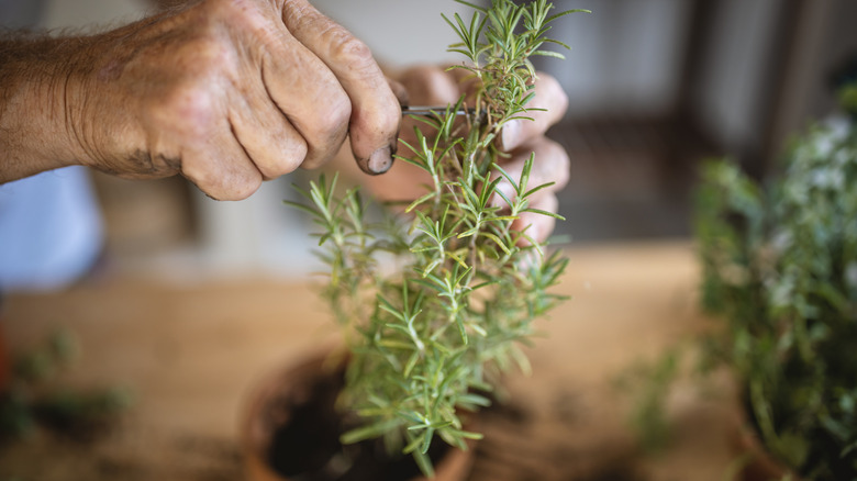 person tending to potted rosemary