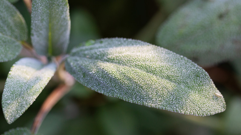 closeup on sage leaf
