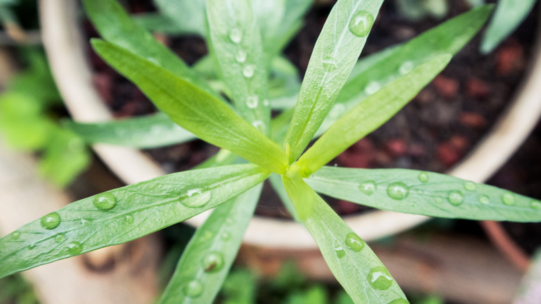 closeup on tarragon growing in pot