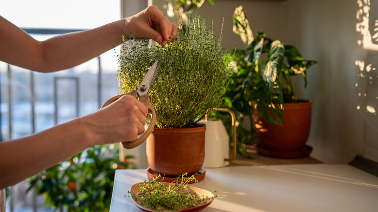 person trimming thyme