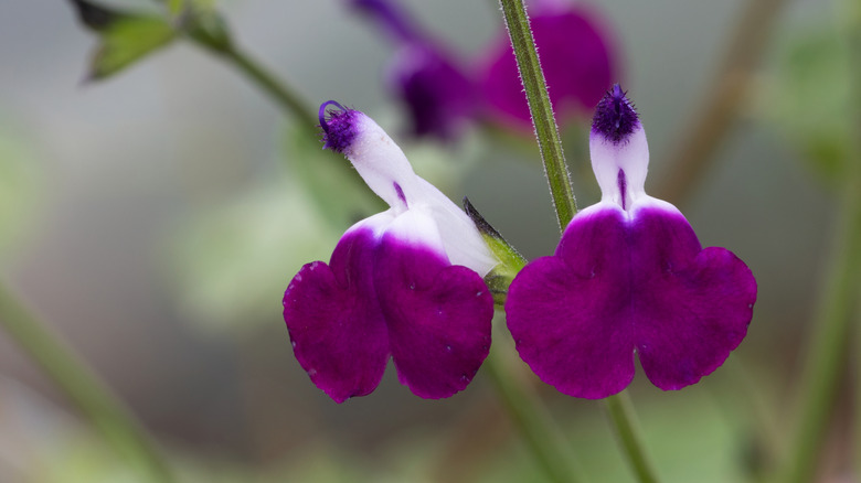 Flowers of the Autumn sage cultivar 'amethyst lips'